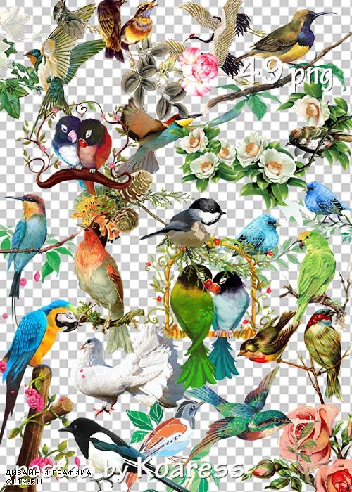 Клипарт png - Цветы и птицы