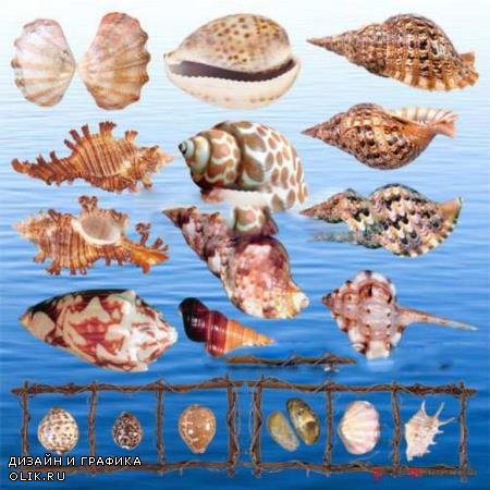 Прозрачные клипарты для фотошопа - Ракушки моря