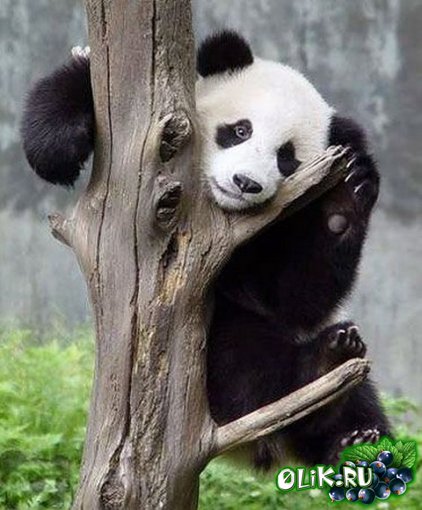Панда - фотографии