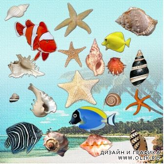 Клипарт- Ракушки, морские звёзды и рыбки