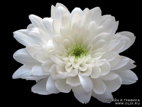 Фотоклипарт - Белые цветы