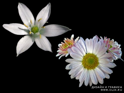 Фотоклипарт - Белые цветы