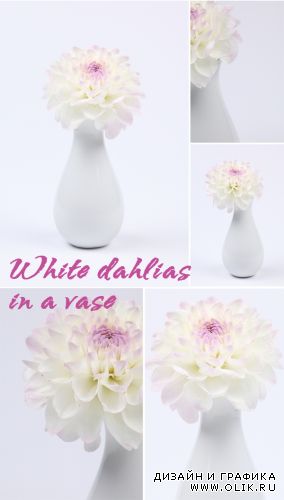 White dahlias in a vase