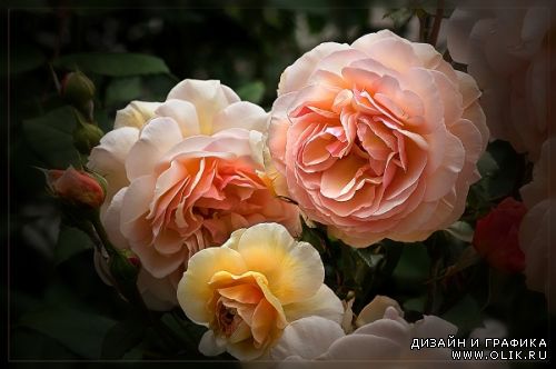 Прекрасные цветы Angelika Hoh