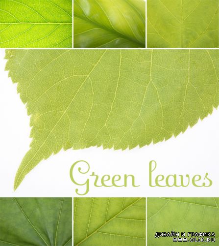Green leaves | Зеленые листья