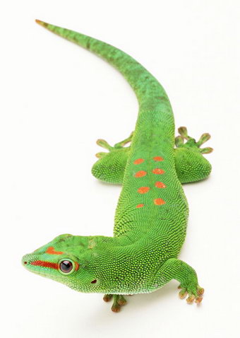 Качественный клипарт - Рептилии (Черепахи, Змеи, Ящерицы и прочее)