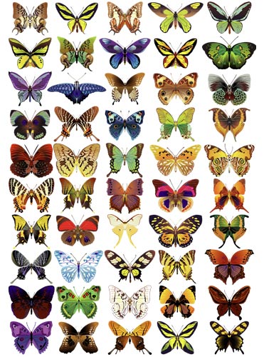 50 векторных бабочек