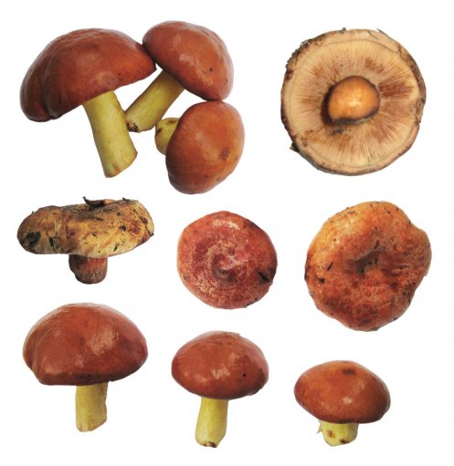 Фотоклипарт грибы / Clipart Mushrooms (маслята, рыжики, свинушки)