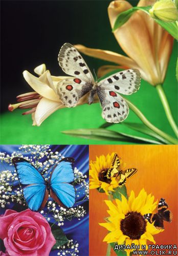 Красивые фоны с бабочками