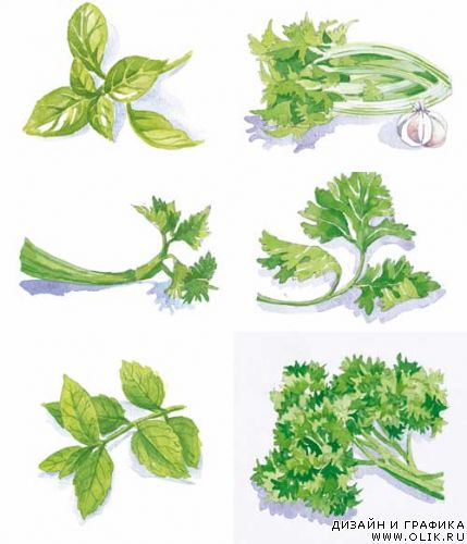Илюстрации - овощи и фрукты