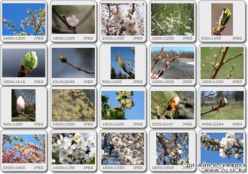Images Collection - Spring Bloom vol.01