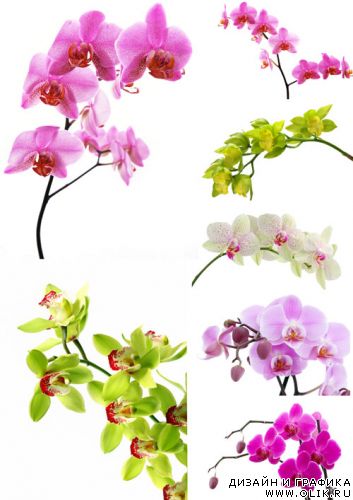 Орхидеи-стоковый клипарт