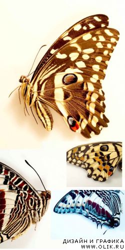 Бабочки: макросъёмка