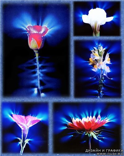 Эффект Кирлиан: фотографии растений