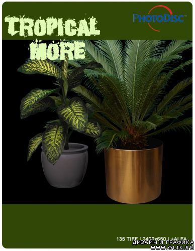 Tropical & More