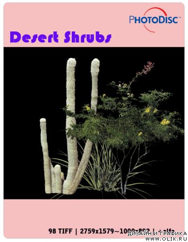 Desert Shrubs