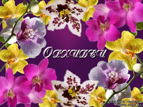 Орхидеи