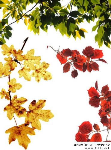 Branches