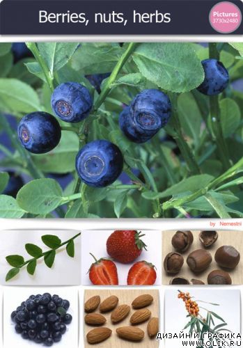 Berries, nuts, herbs pictures