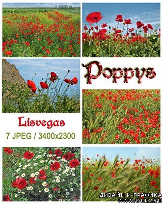 Фотоклипарт - Маки