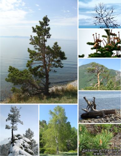 Деревья на Байкале