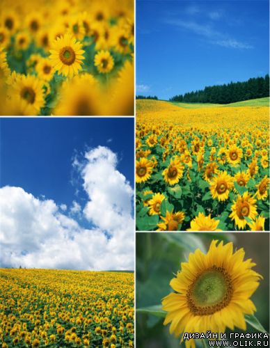 Клипарт – Подсолнухи Klipart – Sunflowers