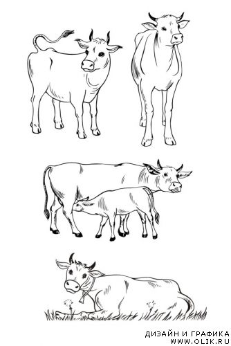 Коровы в векторе.