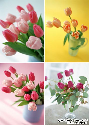 Клипарт – Тюльпаны Klipart – Tulips