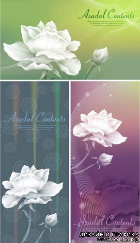 White Rose Backgrounds