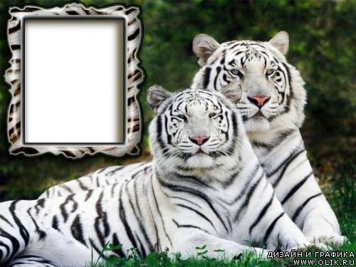 рамка с белыми тиграми