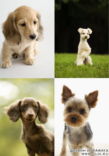 Клипарт – Красивые Собаки Klipart – Lovely Dogs
