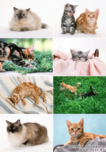 Клипарт – Киски Klipart – Pussy cats