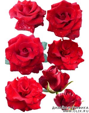Исходник - Розы