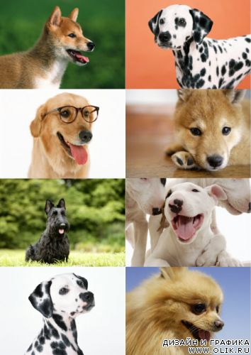 Клипарт – Красивые Собаки 3 Klipart – Lovely Dogs 3