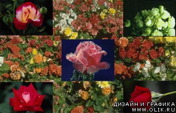 Фотоклипарт - розы