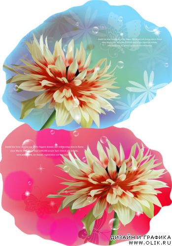 Asadal DDU Flower and Bubbles