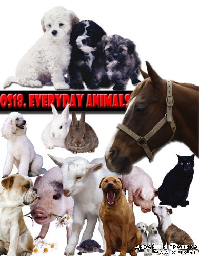 Everyday Animals (OS18)