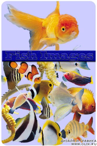 Fish Images (IMOR-V014)