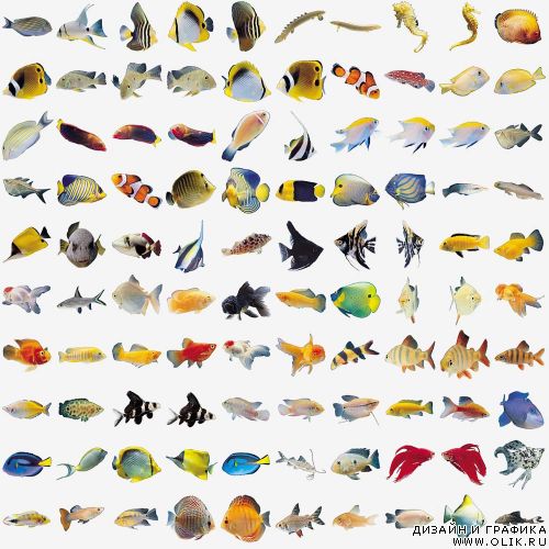 Fish Images (IMOR-V014)