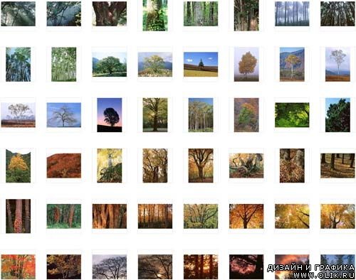Trees