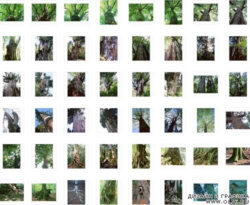 Trees