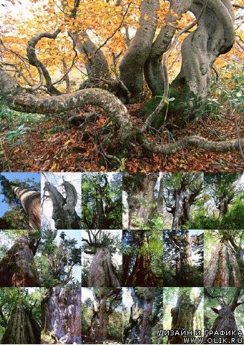 Trees