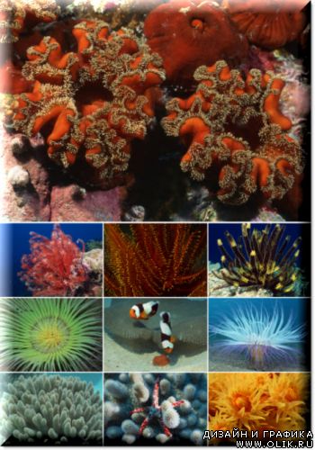 Клипарт – Подводный мир Klipart – Undersea world