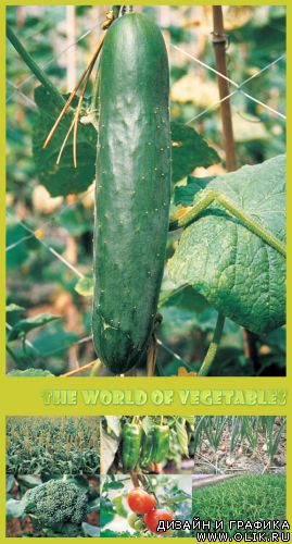 The World of Vegetables 