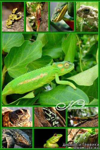 Intellectchaos Images Collection - COOLNESS REPTILE vol.02 