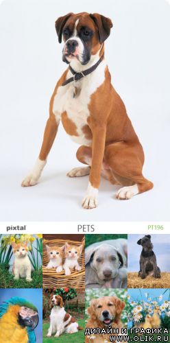 Pixtal | PT196 | Pets | Домашние любимцы