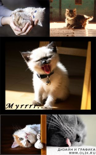 Little Meow Meows
