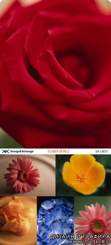 Design EXchange | SH-LAE01 | Flower Details