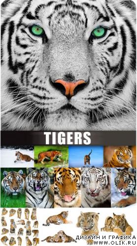 Клипарт - Тигры (Tigers)