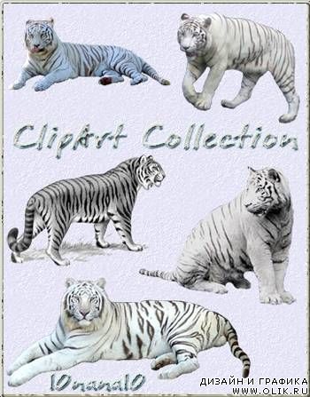 Клипарт - Белый тигр